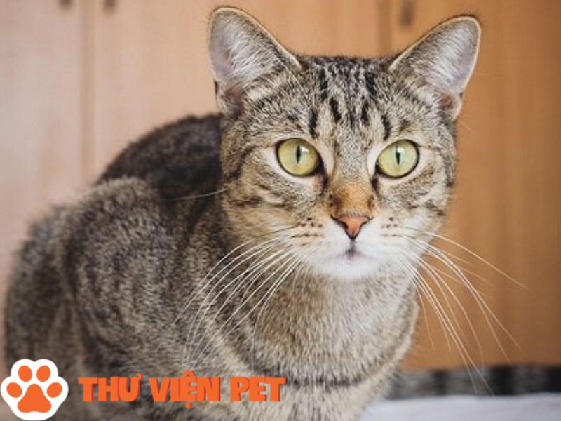 Giống Mèo Mau Ai Cập giá bao nhiêu tiền? Mua ở đâu tại Việt Nam