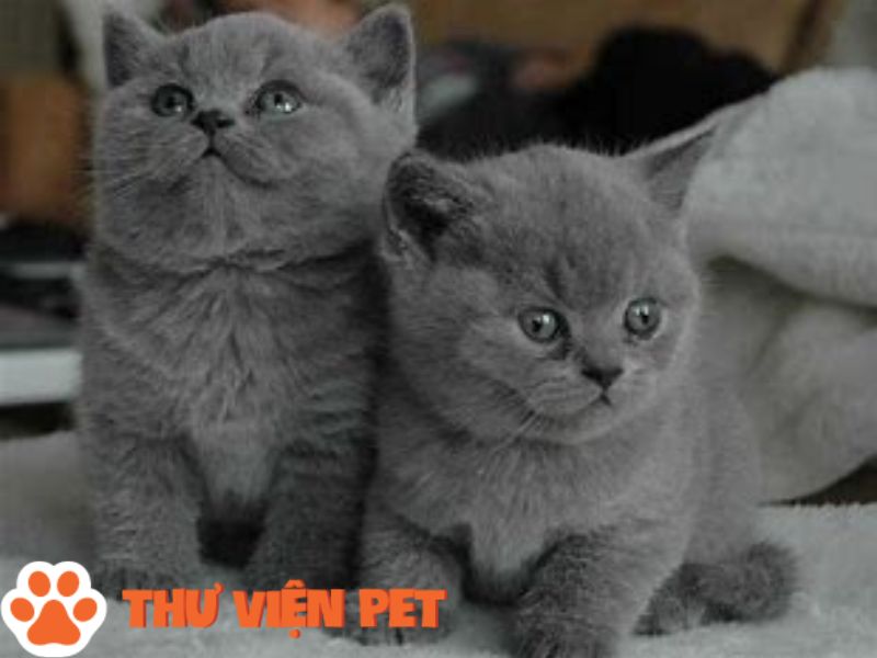 Tìm Hiểu Mèo Bicolor – Mèo Anh Lông Ngắn Bicolor đáng yêu