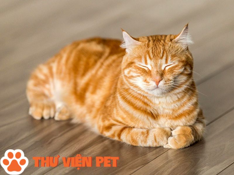 Cẩm nang giống mèo mướp vàng: Nguồn gốc, đặc điểm, cách nuôi và giá bán