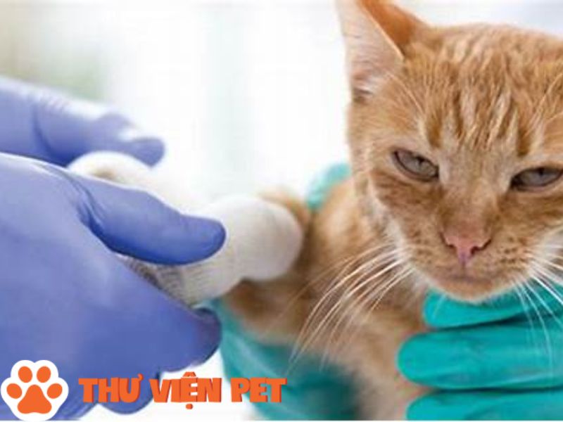 Các cách chẩn đoán mèo có nhiễm bệnh thông qua xét nghiệm