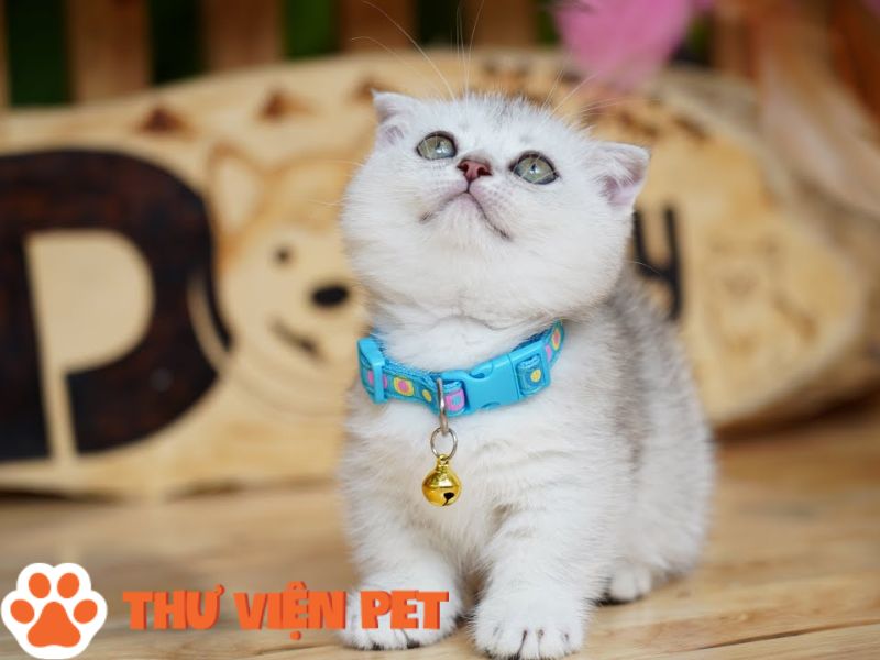 Mèo Anh lông ngắn màu silver được nhập khẩu từ Anh quốc
