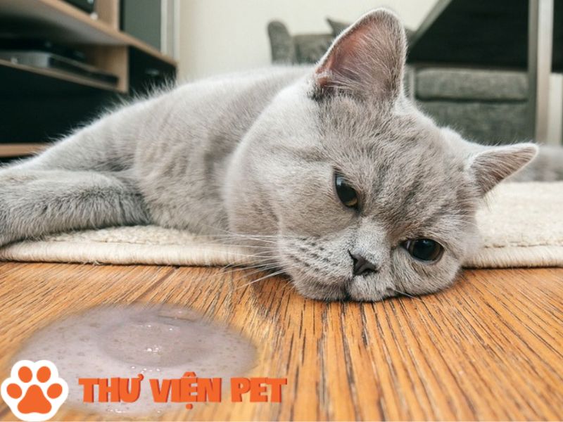 Mèo bị nôn được chữa trị tại nhà nếu triệu chứng bệnh nhẹ