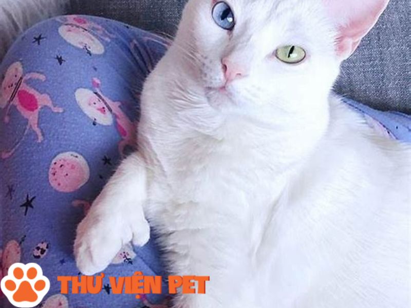 Giống mèo Nga đến từ Thổ Nhĩ Kỳ có màu lông trắng muốt. mềm mại