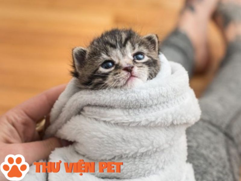 Lưu ý phải chuẩn bị sẵn máy sấy lông cho mèo trong thời tiết lạnh giá