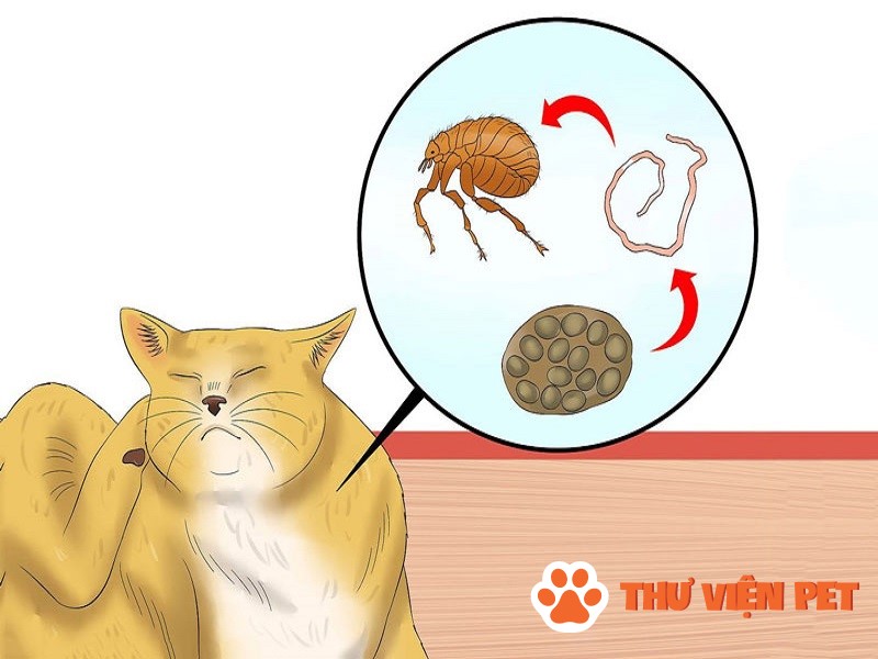 Tìm hiểu đôi nét thông tin về bệnh sán mèo đang rất phổ biến