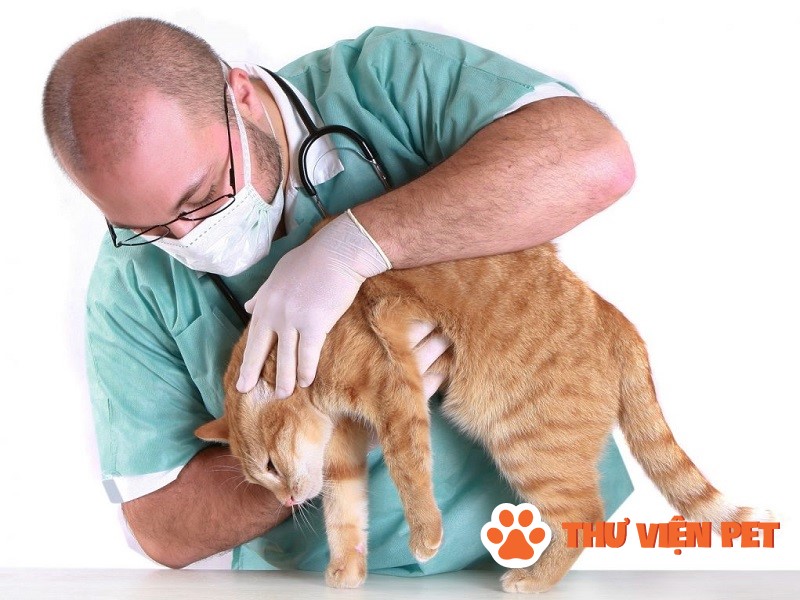 Những phương pháp điều trị sán mèo cơ bản nhất