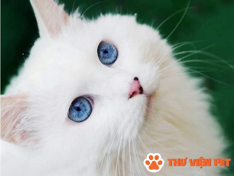Những đặc điểm của những chú mèo lông trắng mắt xanh