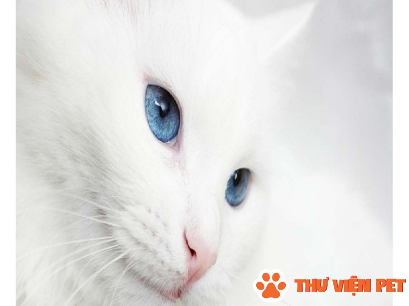 Tìm hiểu về các nguyên nhân gây ra bệnh điếc ở mèo lông trắng mắt xanh