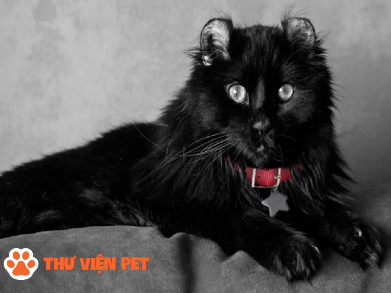 Giải đáp nghi vấn nuôi mèo đen có tốt cho gia chủ không?