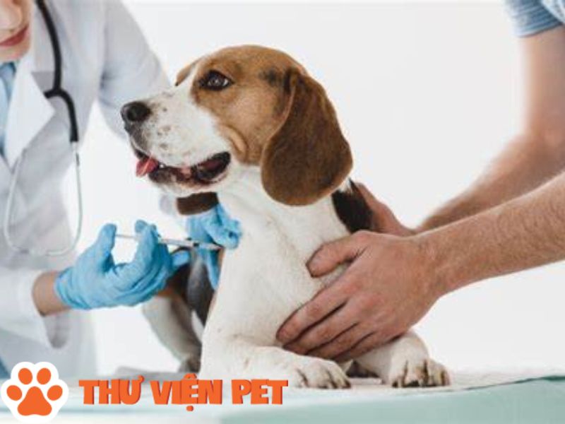 Vacxin 5 bệnh cho chó là những bệnh gì? Giá bao nhiêu?