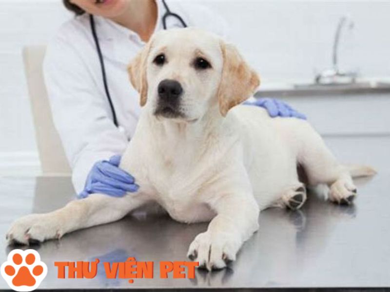 Tiêm vắc xin phòng bệnh dại cho chú chó mỗi năm một lần 