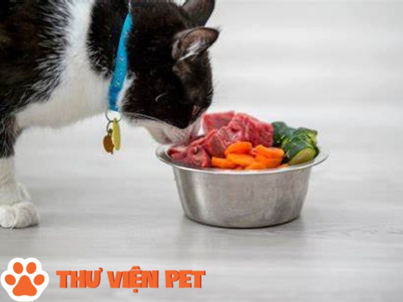 Cách chăm mèo: thực đơn cho mèo béo lên mà vẫn khỏe mạnh