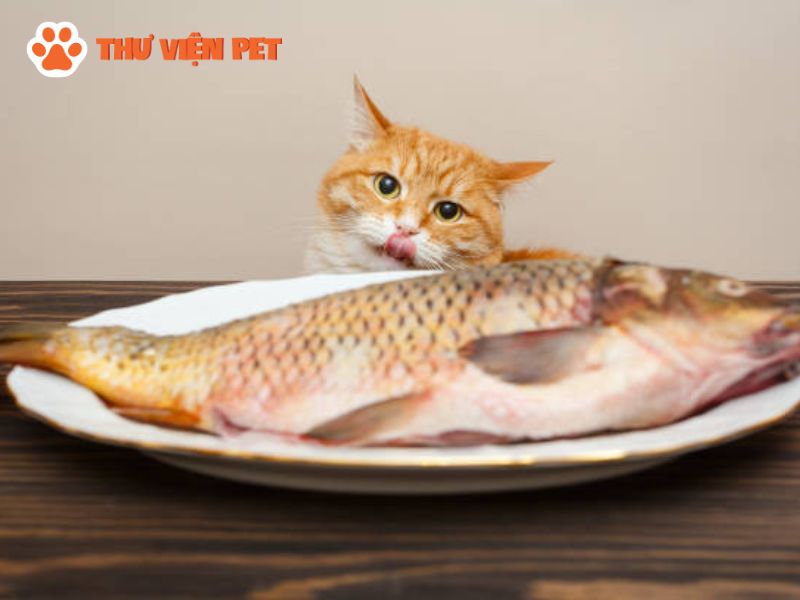 Cá là món yêu thích của mèo