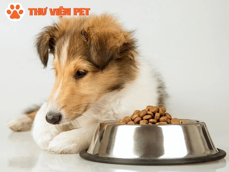 Các bệnh lý phổ biến khiến chó bỏ ăn, mệt mỏi