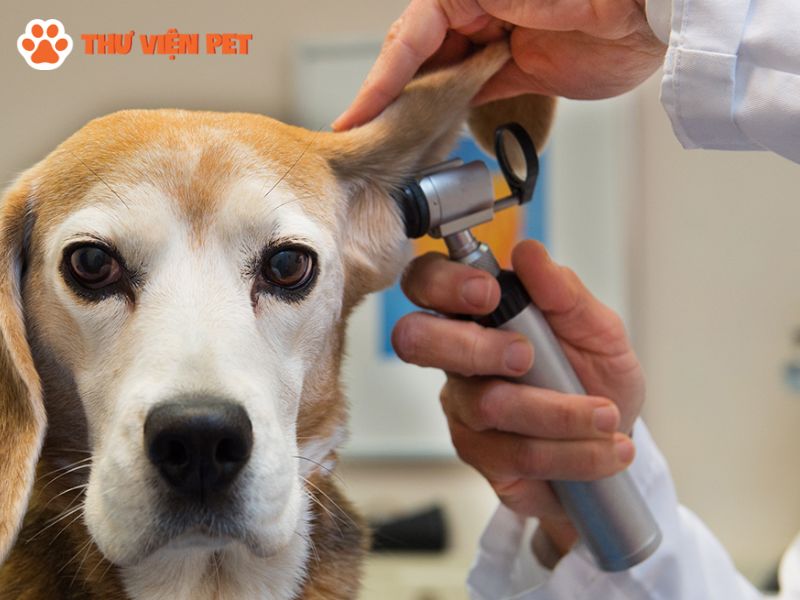 Cách điều trị hiệu quả bệnh viêm da ở chó