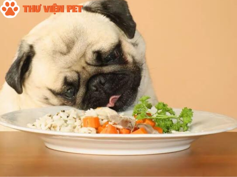 Thực hiện chế độ ăn uống hợp lý để chó bị gãy chân mau lành