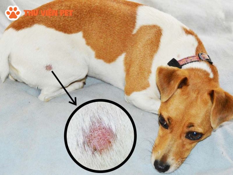 Chó bị viêm da nguyên nhân do đâu? Cách điều trị khi chó bị viêm da 