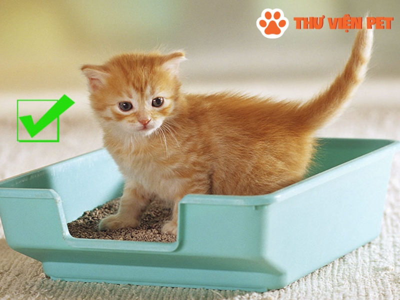 Liệu rằng bạn đã cần tìm hiểu về cách dạy mèo đi vệ sinh đúng chỗ vào thời điểm này?