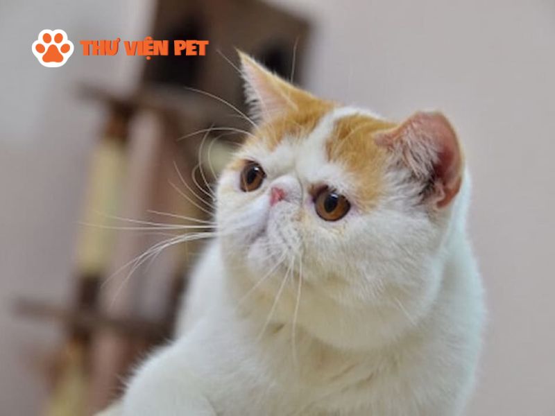 Mèo Ba Tư giá bao nhiêu tiền?