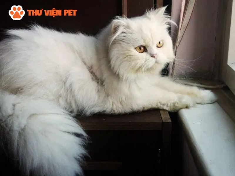 Mèo mặt tịt là giống mèo gì? Nguồn gốc, đặc điểm tính cách của giống mèo mặt tịt 