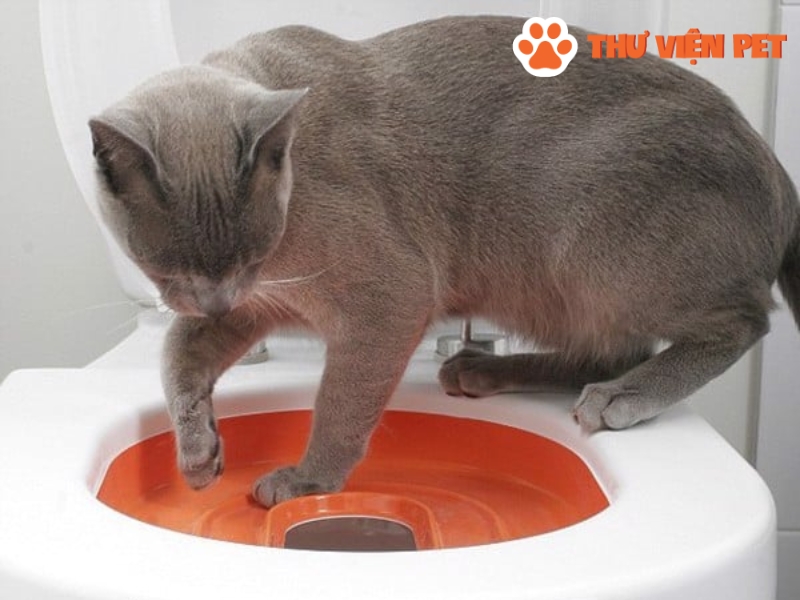 Nâng dần “level” của nơi mèo đi vệ sinh
