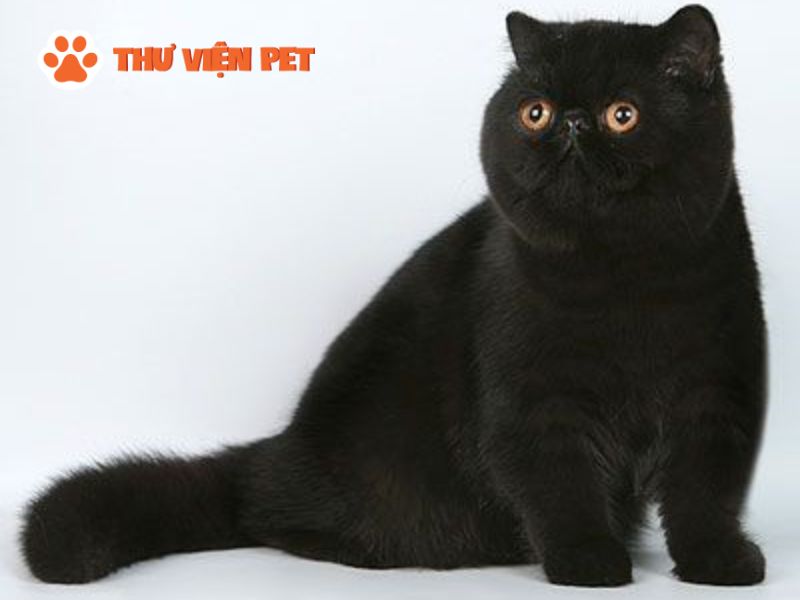 Ngoại hình của mèo Ba Tư đen