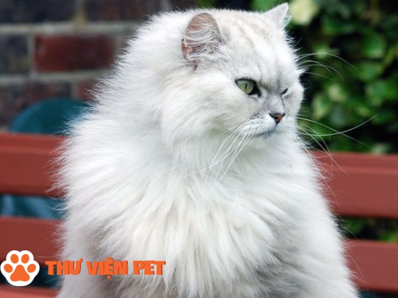 Tìm hiểu mèo Ba Tư Chinchilla, nguồn gốc & đặc điểm tính cách của mèo Chinchilla mới nhất 2023