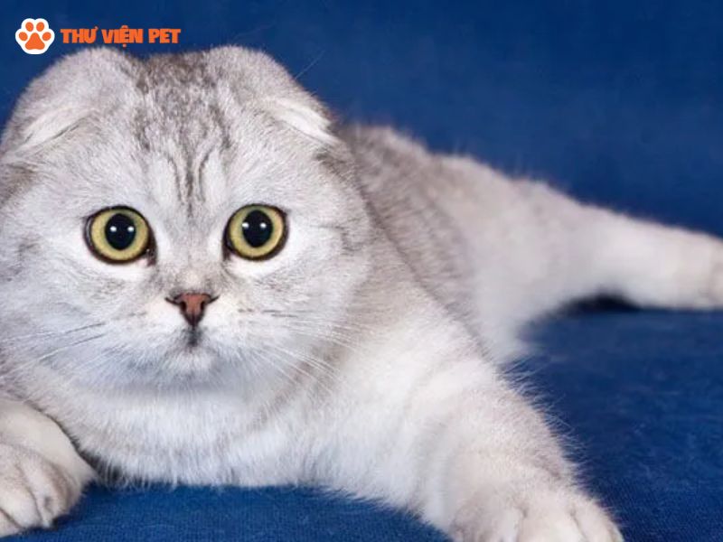 Tìm hiểu đặc điểm ngoại hình các giống mèo Tabby tai cụp phổ biến hiện nay