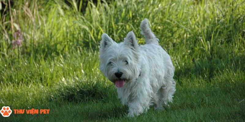 Giống chó West Highland White Terrier