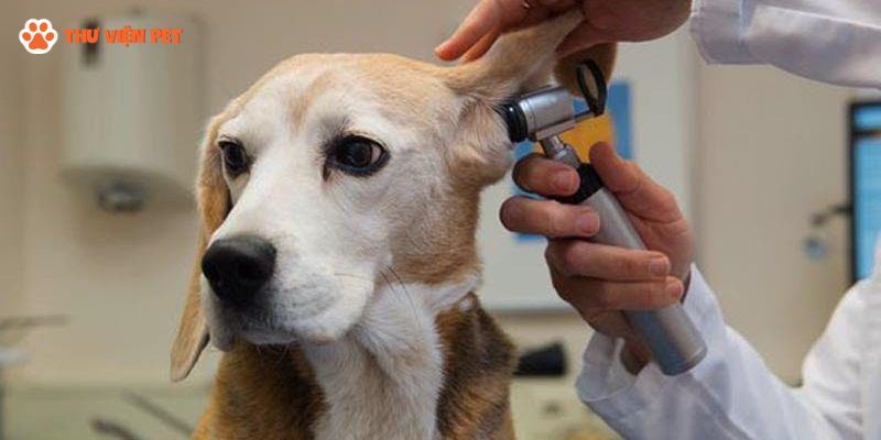 Cách đo nhiệt độ cho chó ở tai