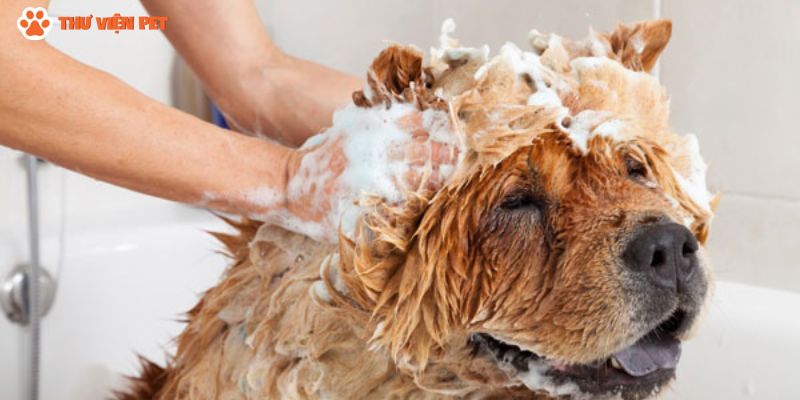 Cách tắm rửa chó con đúng cách