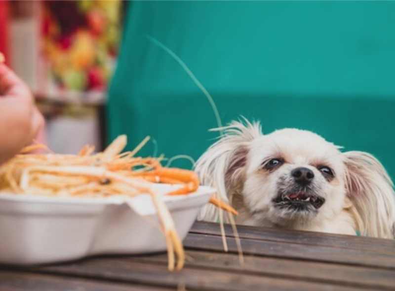 Ăn tôm mang lại nguy hiểm gì cho chó?
