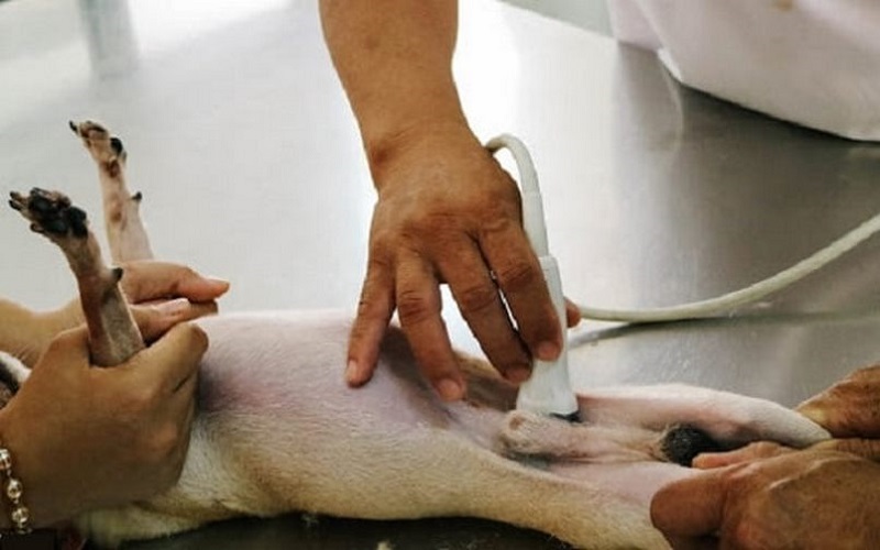 Cách khắc phục chó đi tiểu ra máu