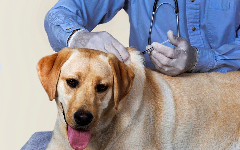 Phải làm gì khi nghi ngờ chó nhà bạn bị dại?